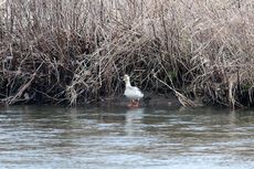 Pekingente (1 von 3).jpg